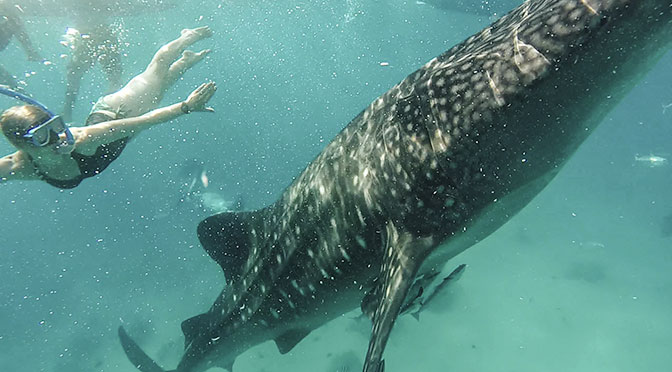 laura with whale shark