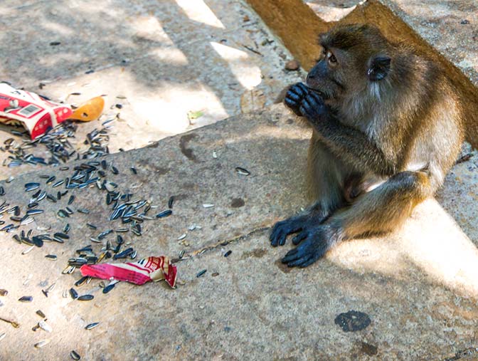 Monkey stole and now enjoying sunflower seeds.