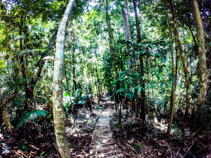Hike through the Jungle.