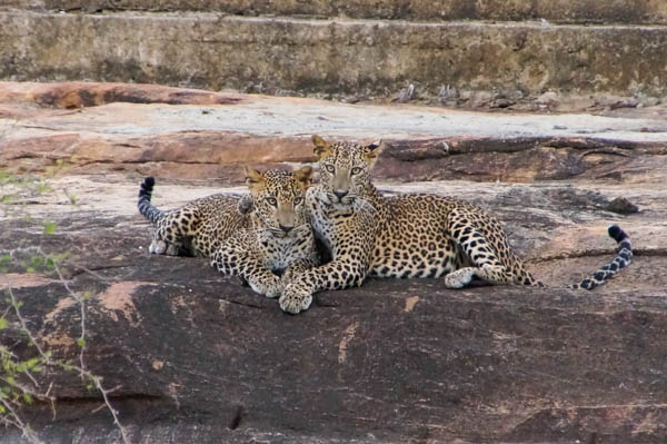 Young leopards playing so close to our vehicle. 