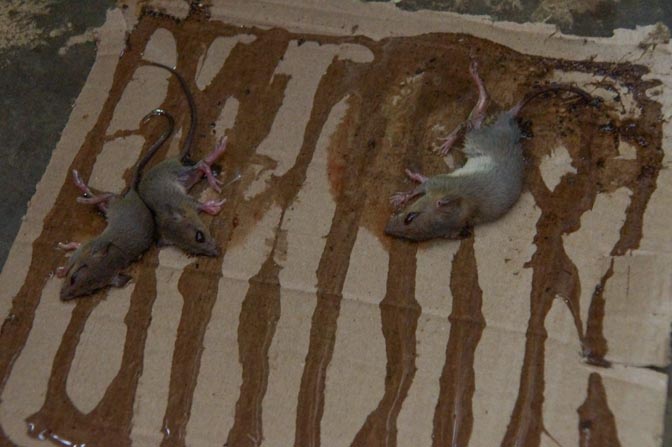 Mice caught by the glue trap.