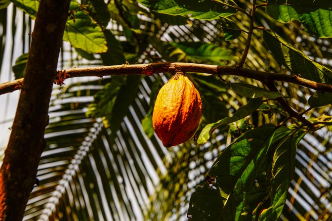Cocoa bean fruit.